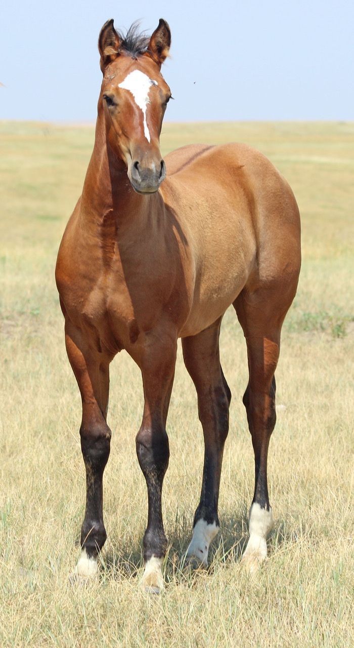 031 - Driftwood Sugarpolly filly